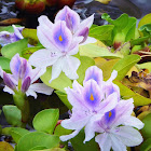 Common Water Hyacinth