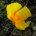 California Poppy