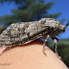 Carpenterworm Moth