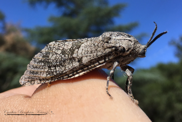 Carpenterworm Moth