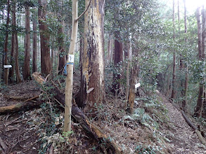 右に誓願寺分岐（左の尾根沿いに）