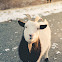 Alpine goat