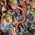 Western Redback Salamander