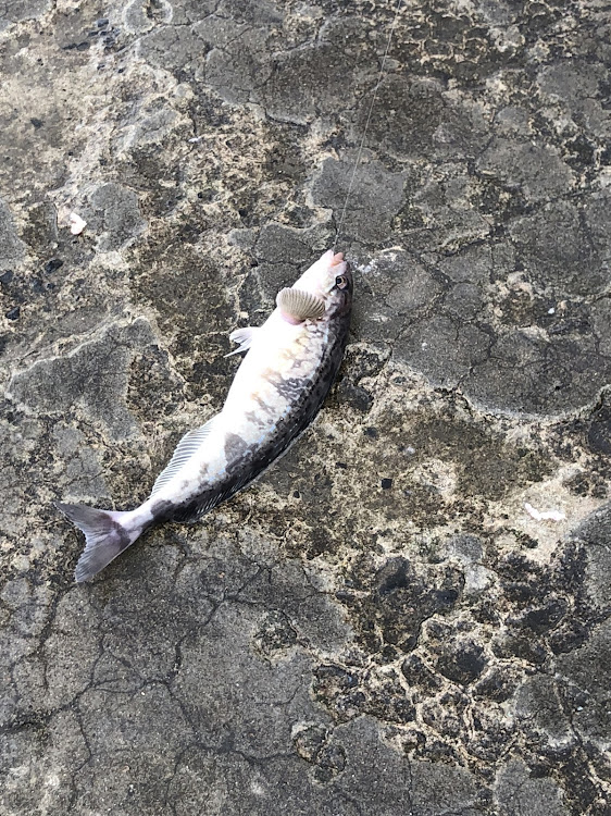 ノートの日本海・ホッケ釣り・わさお・青森県に関するカスタム事例の投稿画像3枚目