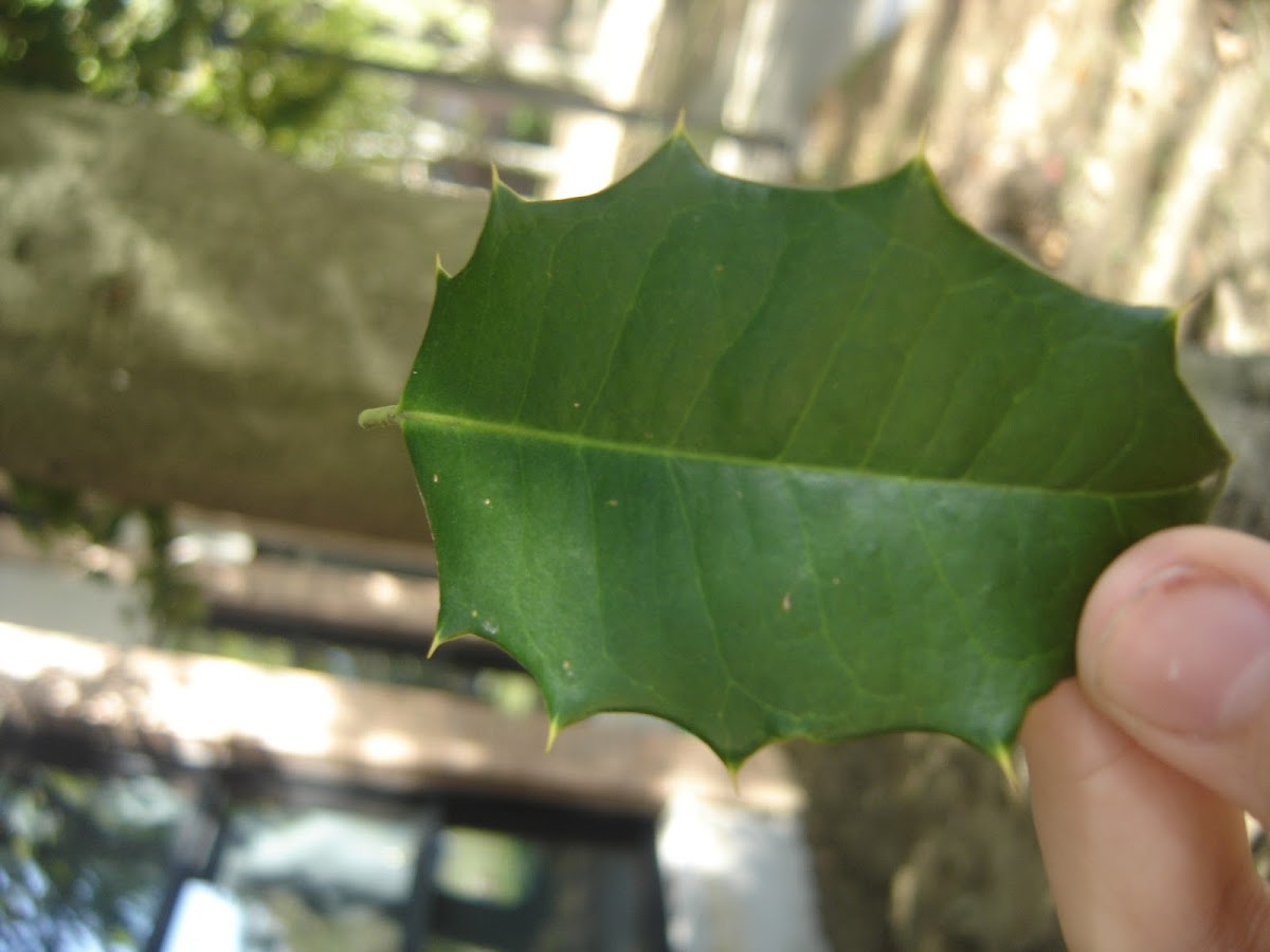 American Holly