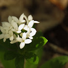 Sweet-scented bedstraw