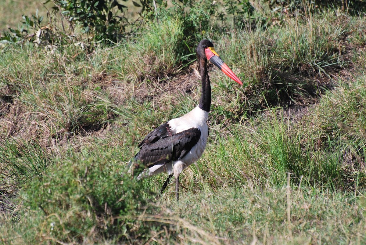 Saddle-billed Stork