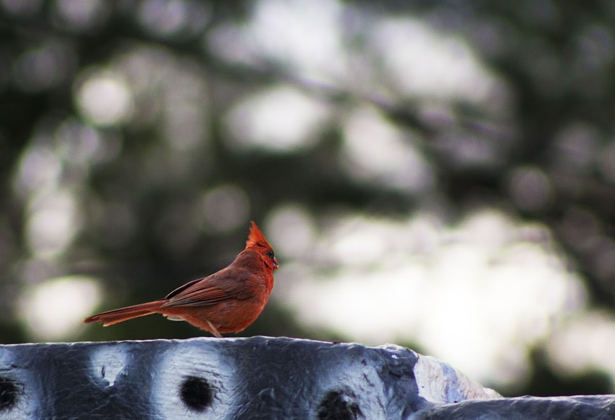 Northern cardinal