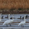 Snow geese