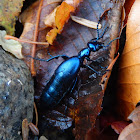 Oil Beetle