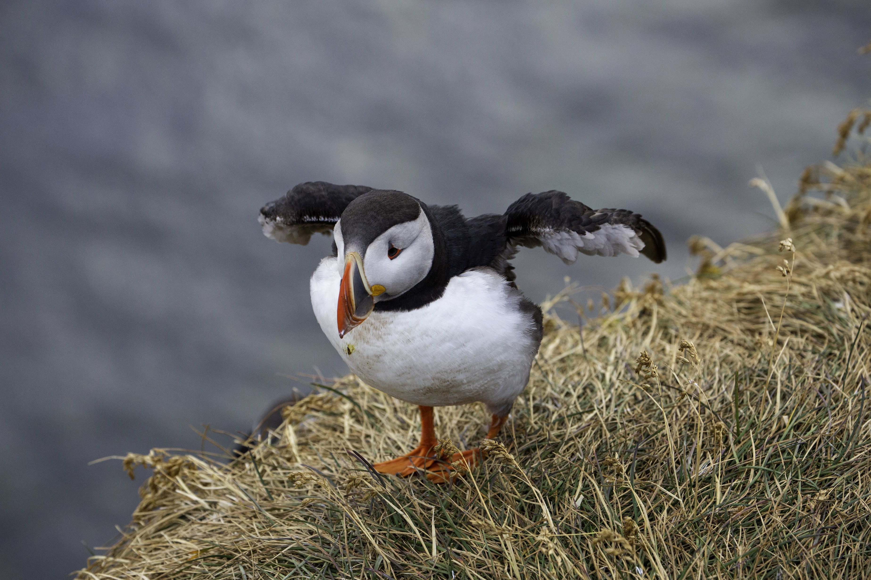 Исландия - родина слонов (архипелаг Vestmannaeyjar, юг, север, запад и Центр Пустоты)