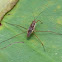 water strider