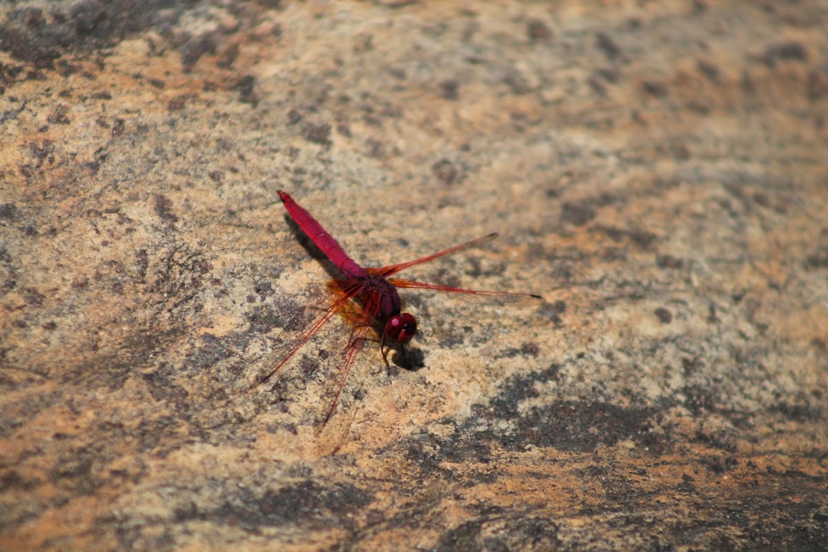 Crimson Dropwing, Crimson Marsh Glider