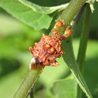 Shield Bug