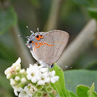 Dusky-blue Groundstreak