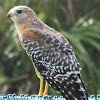 Red-shouldered Hawk