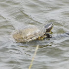 Red-Eared Slider