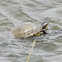 Red-Eared Slider