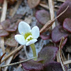 Roundleaf Bluet