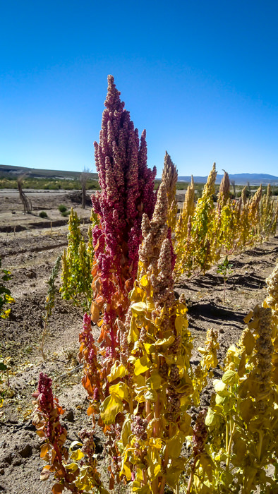 Looking at bright red and yellow quinoa corns in Atacama desert while traveling in Bolivia. 