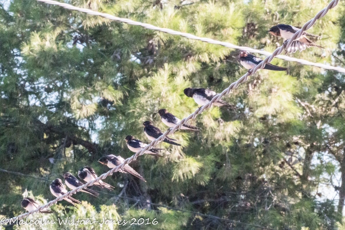 Barn Swallow; Golondrina Común