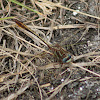 Gray-green Clubtail Dragonfly