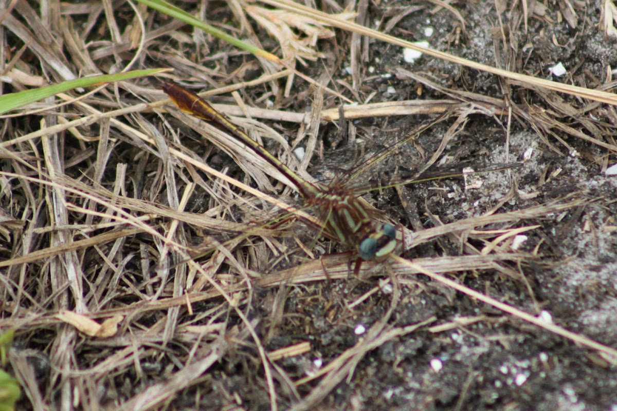 Gray-green Clubtail Dragonfly