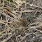 Gray-green Clubtail Dragonfly