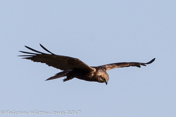 Marsh Harrier