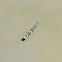 Mosquito Larvae