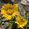 Yellow Flower