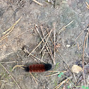 Woolly bear caterpillar