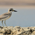 Thick-knee   -   Great Thick-knee
