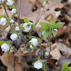 Sharp-Lobed Hepatica