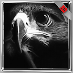 Cover Image of ダウンロード Eagle Wallpaper 1.0 APK