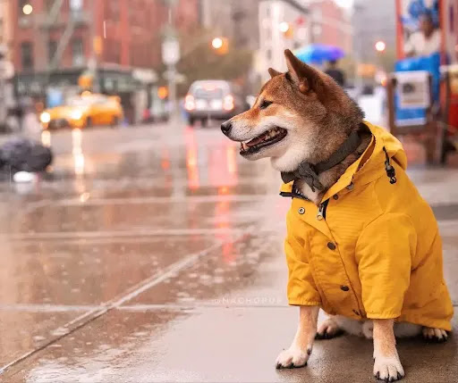 Title 25, Dog Raincoat Pet Clothes Dog Clothes Rain Water...