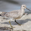 lesser yellowlegs