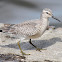 lesser yellowlegs