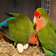 Download Love Birds Beautiful HDWallpaper Mobile Background For PC Windows and Mac 1.0