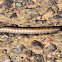 Pill Millipede