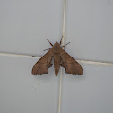 Dull Swirled Hawkmoth