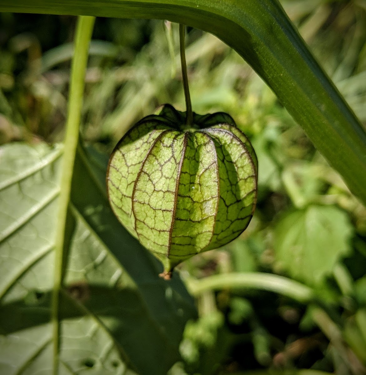 Cutleaf Groundcherry