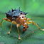 Spiny Giraffe Weevil