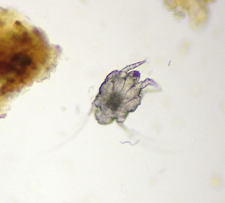 Ear Mites (adults and eggs)