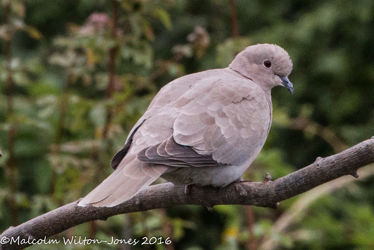 Collared Dove