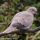 Collared Dove