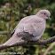 Collared Dove