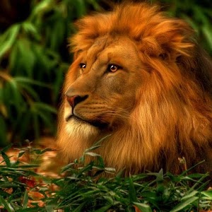 Download Lions Wallpapers For PC Windows and Mac