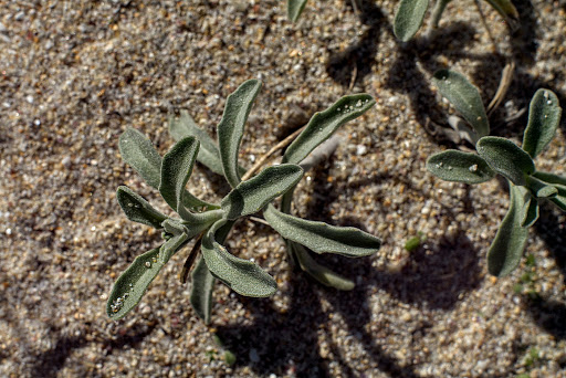 Malcolmia littorea