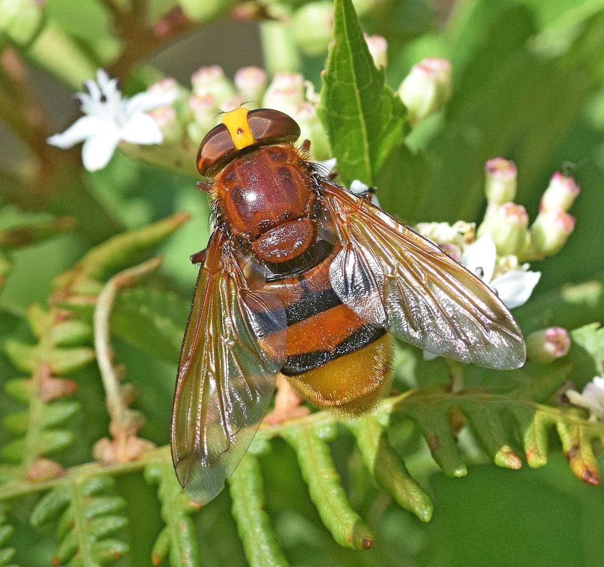 Hornet Mimic Hoverfly